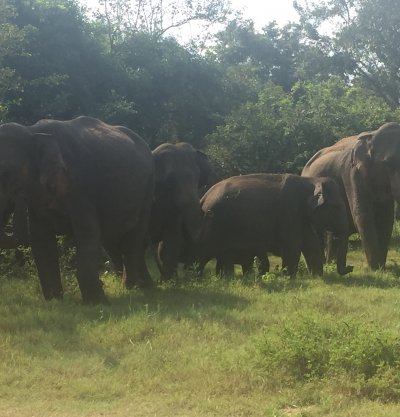 Pinnawala Elephant Orphanage