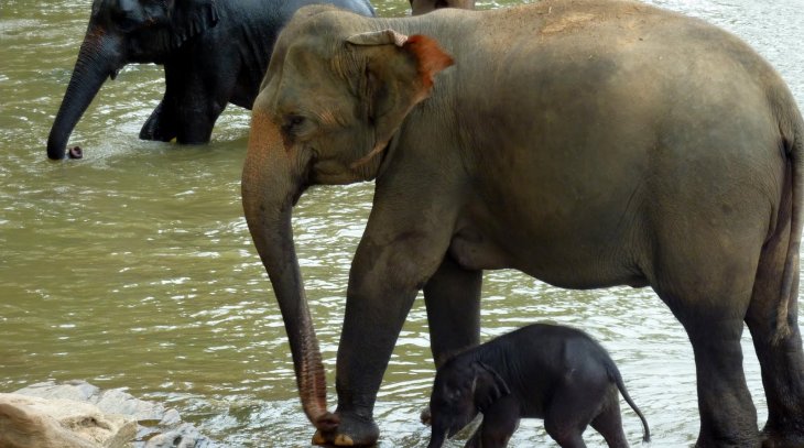 Pinnawala Elephant Orphanage
