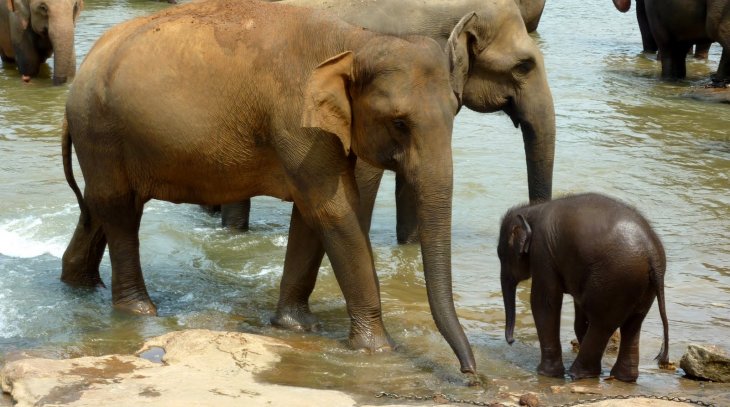 Pinnawala Elephant Orphanage