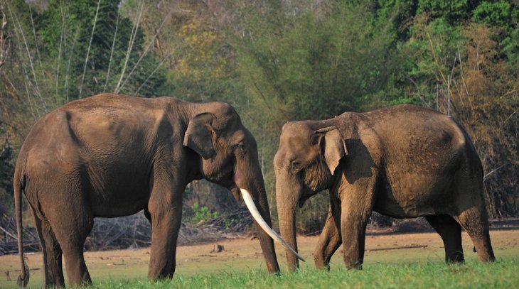 Pinnawala Elephant Orphanage