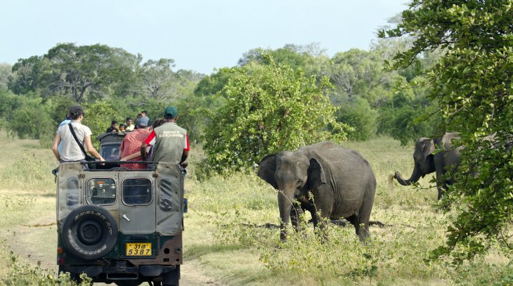 Safari