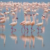 Yala National Park