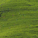 Nuwara - Eliya