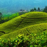Nuwara - Eliya