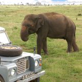 Minneriya National Park