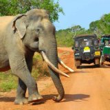 Yala National Park