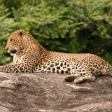 Yala National Park