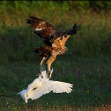Yala National Park