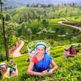 Nuwara - Eliya
