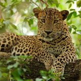 Wilpattu Natioanla Park
